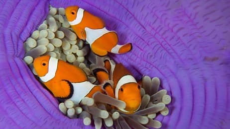 イソギンチャクにすむ小魚たち thumbnail