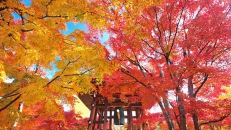 京都の紅葉と鐘楼堂 thumbnail