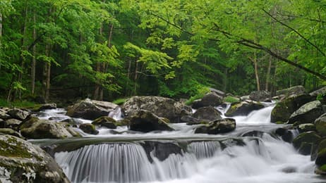 緑の森を流れる清らかな川 thumbnail
