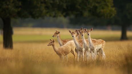 'Fallow' me thumbnail