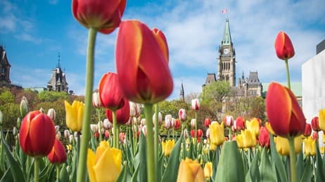 It's tulip season thumbnail