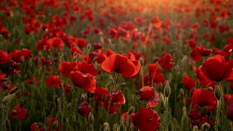 Lest we forget… thumbnail