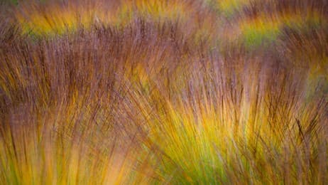 L'automne en tourbière thumbnail