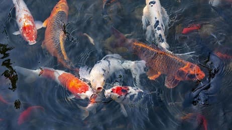 A pond of stories thumbnail