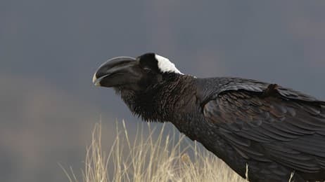 Bigger, bolder, beakier thumbnail